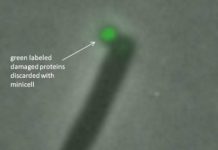 Research: ‘Minicell’ pods, used in drug delivery, discard damaged proteins to prolong life —