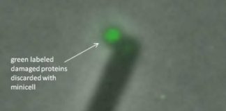 Research: ‘Minicell’ pods, used in drug delivery, discard damaged proteins to prolong life —