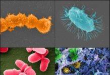 Research: Study could offset harsh effects of antibiotics —