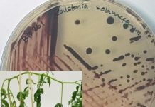 Research: Early detection of disease resistance in food crops —