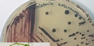 Research: Early detection of disease resistance in food crops —