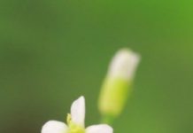 Research: A protein prevents plants from premature flowering —