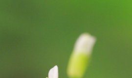 Research: A protein prevents plants from premature flowering —