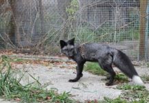 Research: Silver fox study reveals genetic clues to social behavior —