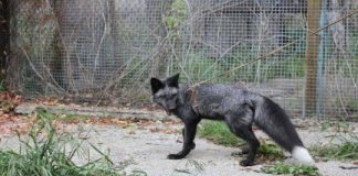 Research: Silver fox study reveals genetic clues to social behavior —