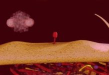 Research: Genetically engineered viruses discern, destroy E. coli in drinking water —