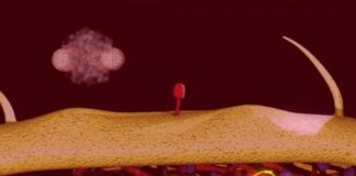 Research: Genetically engineered viruses discern, destroy E. coli in drinking water —