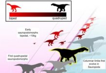 Research: South Africa’s new jurassic giant —