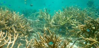 Research: New ‘spider’ technique found to help coral reefs —