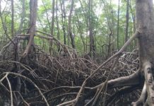 Research: Amazon mangroves store twice as much carbon per acre as region’s famous rainforest —