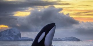Research: PCB pollution threatens to wipe out killer whales —