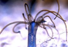 Research: Researchers identify the function of Hox genes in non-bilaterally symmetrical animals —