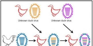 Study: New bird flu viruses in ducks after vaccines largely prevented H7N9 in chickens — (Details)