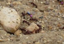 Research: Feeding ants dopamine might make them smarter foragers —