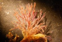 Research: Local citizen scientists help biologists detect and track Alaska’s marine invaders —