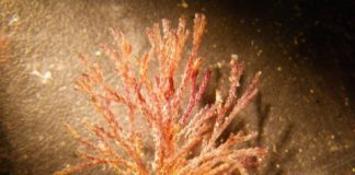 Research: Local citizen scientists help biologists detect and track Alaska’s marine invaders —