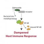 Study: Study reveals details of Salmonella infections — (Details)