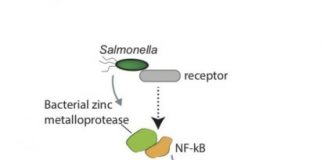 Study: Study reveals details of Salmonella infections — (Details)