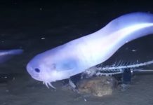Atacama snailfish: This Squishy Deep-Sea Fish ‘Melts’ Atacama snailfish: This Squishy Deep-Sea Fish 'Melts'