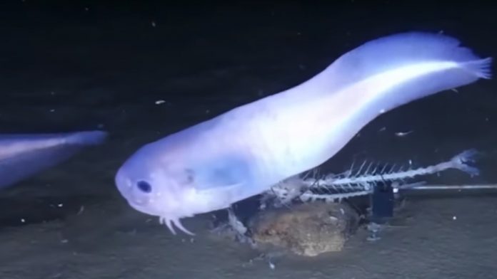 Atacama snailfish: This Squishy Deep-Sea Fish 'Melts'