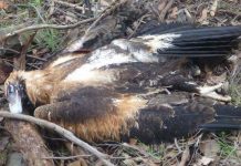 Australia: 137 poisoned eagles, Victoria officials say Australia: 137 poisoned eagles, Victoria officials say