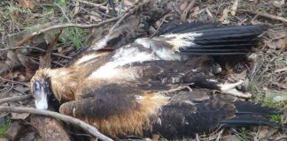 Australia: 137 poisoned eagles, Victoria officials say Australia: 137 poisoned eagles, Victoria officials say