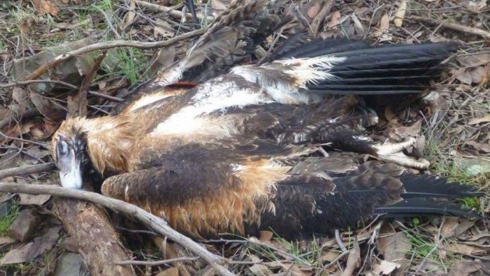 Australia: 137 poisoned eagles, Victoria officials say