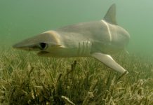 Bonnethead shark plants: World’s first known omnivorous shark Bonnethead shark plants: World's first known omnivorous shark