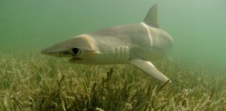 Bonnethead shark plants: World’s first known omnivorous shark Bonnethead shark plants: World's first known omnivorous shark