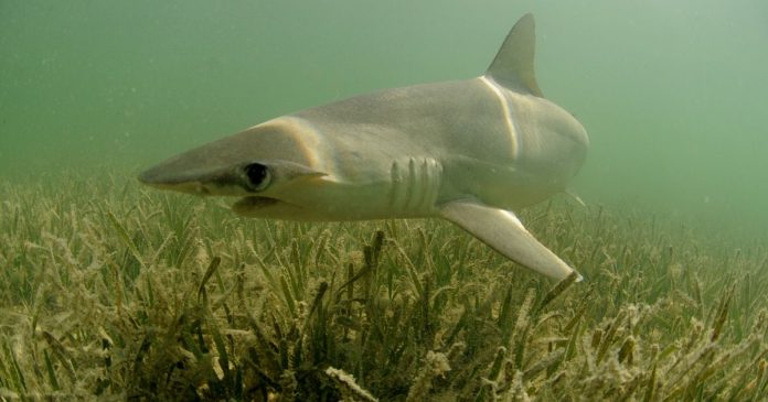 Bonnethead shark plants: World's first known omnivorous shark