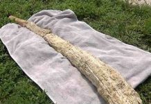 Cape Coral: Mammoth bone found at construction site (Picture) Cape Coral: Mammoth bone found at construction site (Picture)