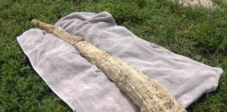 Cape Coral: Mammoth bone found at construction site (Picture) Cape Coral: Mammoth bone found at construction site (Picture)