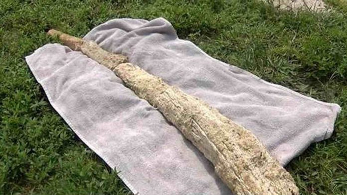 Cape Coral: Mammoth bone found at construction site (Picture)