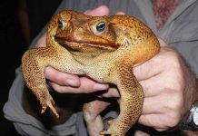 DNA: Cane toad genome offers hope for eventual control DNA: Cane toad genome offers hope for eventual control