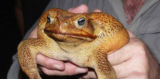 DNA: Cane toad genome offers hope for eventual control DNA: Cane toad genome offers hope for eventual control