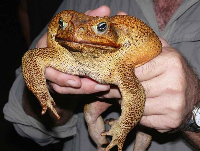 DNA: Cane toad genome offers hope for eventual control