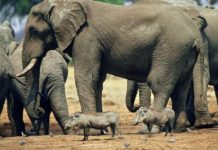 Elephant kills German tourist in Zimbabwe as she tried to take photo Elephant kills German tourist in Zimbabwe as she tried to take photo