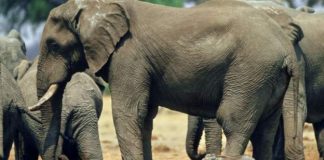 Elephant kills German tourist in Zimbabwe as she tried to take photo Elephant kills German tourist in Zimbabwe as she tried to take photo