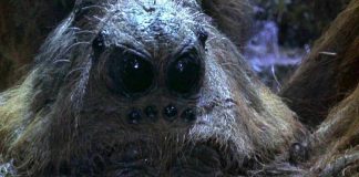 Giant Spider Web Is Taking Over This Entire Beach (Video) Giant Spider Web Is Taking Over This Entire Beach (Video)