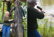 Grandmother shoots gator in Polk County Grandmother shoots gator in Polk County