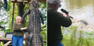 Grandmother shoots gator in Polk County Grandmother shoots gator in Polk County