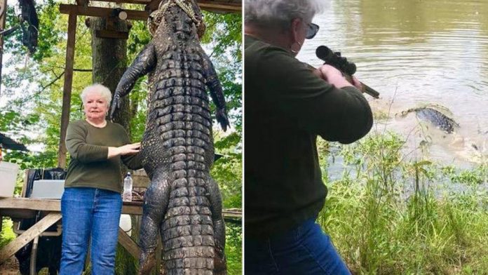 Grandmother shoots gator in Polk County