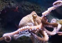 Octopuses on ecstasy: The party drug leads to eight-armed hugs, Study Octopuses on ecstasy: The party drug leads to eight-armed hugs, Study