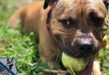 Pit bull joins Virginia police: ‘He will save many lives’ Pit bull joins Virginia police: ‘He will save many lives’