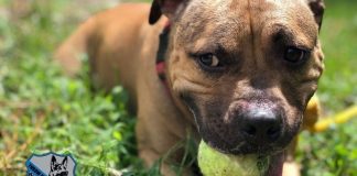 Pit bull joins Virginia police: ‘He will save many lives’ Pit bull joins Virginia police: ‘He will save many lives’