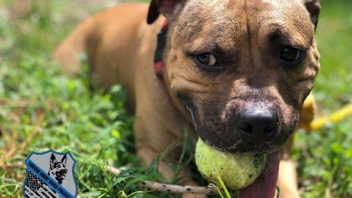 Pit bull joins Virginia police: ‘He will save many lives’