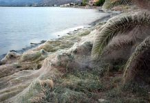 Spider web in Greece: 1000-Foot-Long Spider Web Is Just a Summer Orgy Spider web in Greece: 1000-Foot-Long Spider Web Is Just a Summer Orgy