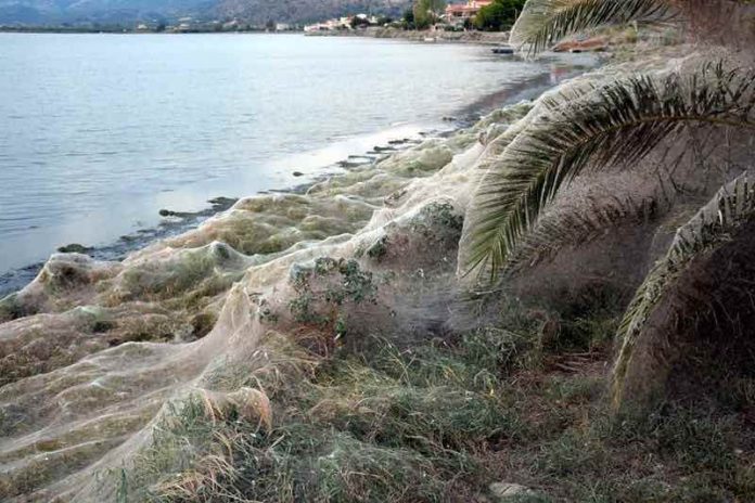 Spider web in Greece: 1000-Foot-Long Spider Web Is Just a Summer Orgy