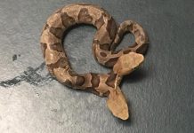 Two-headed copperhead? Woman Finds Rare Scare Noodle With Two Heads Two-headed copperhead? Woman Finds Rare Scare Noodle With Two Heads