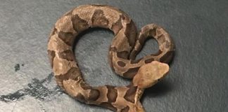 Two-headed copperhead? Woman Finds Rare Scare Noodle With Two Heads Two-headed copperhead? Woman Finds Rare Scare Noodle With Two Heads
